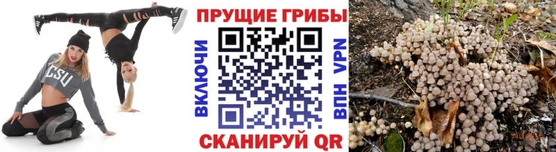 Псилоцибиновые грибы прущие грибы  Кубинка 